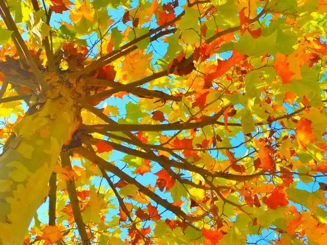 秋日法桐添美景