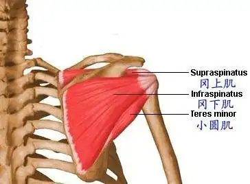 冈上肌肌腱断裂是什么症状和表现用中医来解释