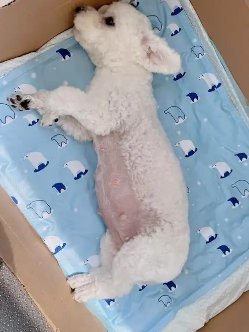 小体比熊  #狗狗怀孕