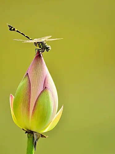 荷花蜻蜓图片_图片大全