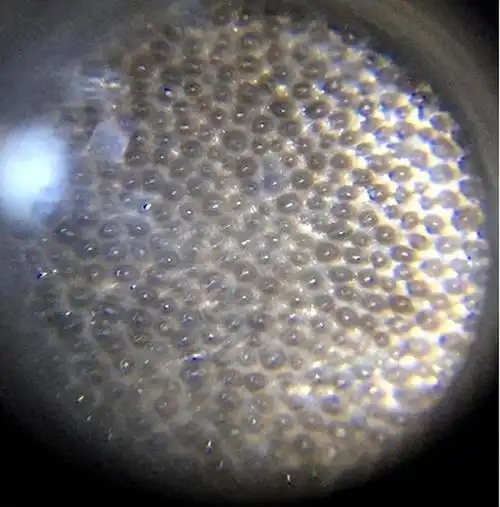 《瓷器>这种类似眼睛一样的纹理就是鱼子纹目前在中国境内,非洲犀角是