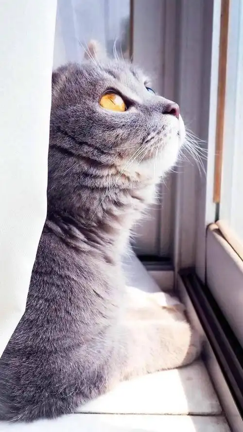 可爱宠物猫咪,高清图片,手机锁屏桌面-壁纸族