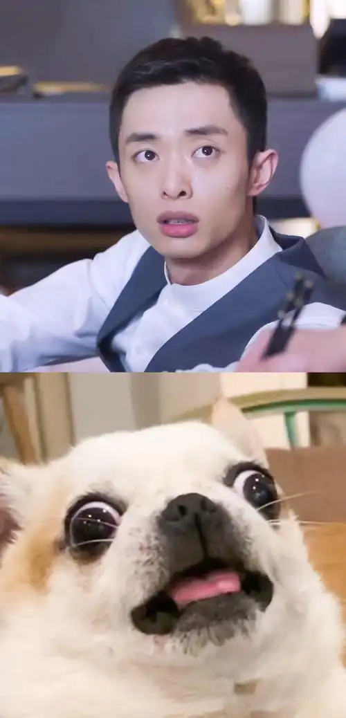 三种犬设满足你的需求:阳光忠犬大金毛——张光正外刚内怂哈士奇