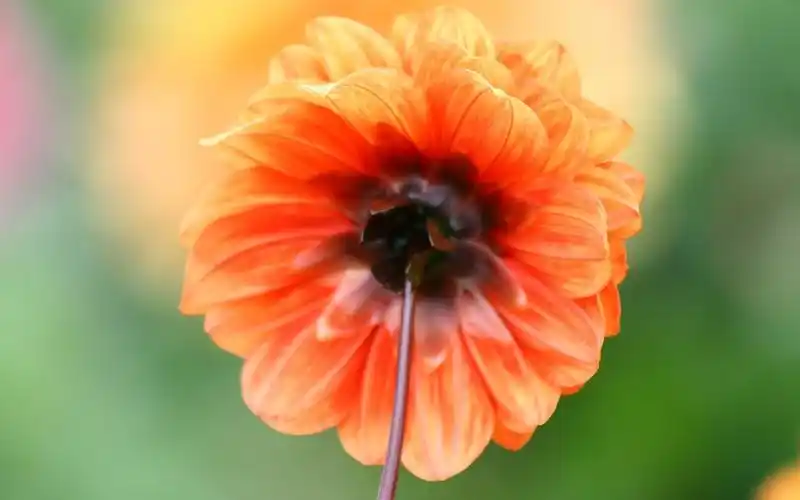 精美大丽花图片 - 第1张