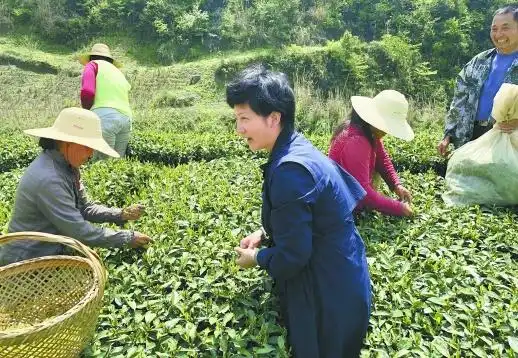 扶贫楷模王新法女儿王婷:让薛家村的生态茶成为村民的绿色银行