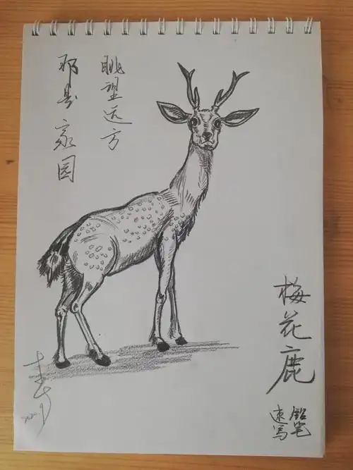 习画241梅花鹿铅笔速写