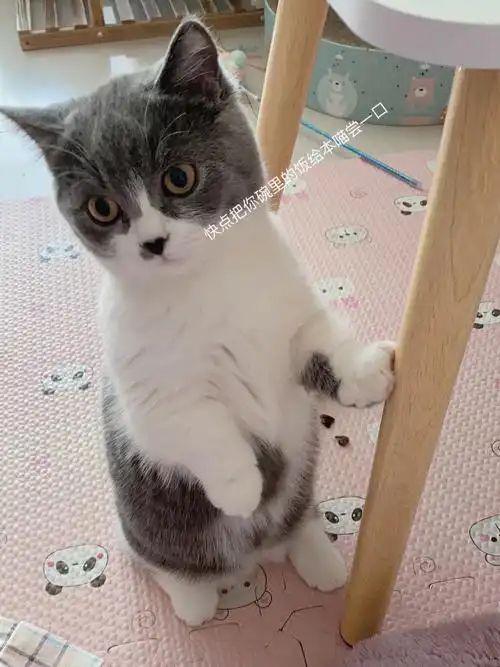 新手养猫英短蓝白