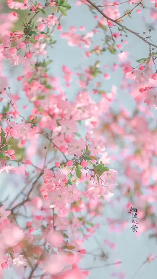 海棠花唯美风景手机壁纸图片,淡雅小清新海棠花风景