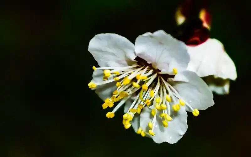 娇艳梅花唯美高清桌面壁纸高清大图预览1920x1200_植物壁纸下载_美桌
