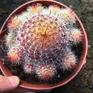 开花仙人球【红娜丸】稀有品种多肉植物防辐射开花小盆栽