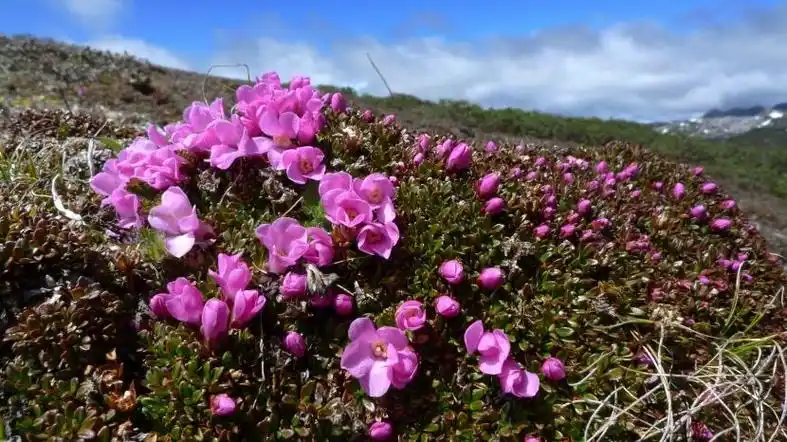 是岩梅科岩梅属的一种常绿垫状平卧半灌木,主要生长在高山灌丛草甸