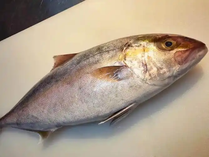 章鱼的作用与功效章鱼小丸子什么人不能长期吃