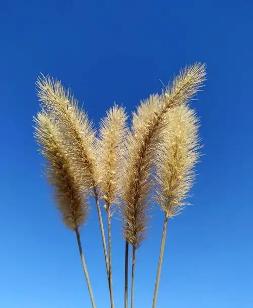 干净走心的文艺句子意境绝美醉人醉心