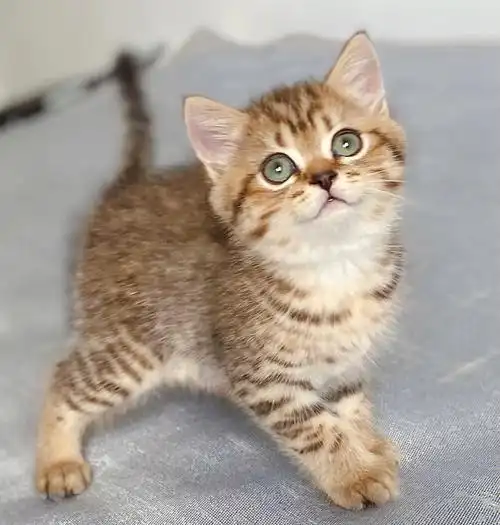 英短是微笑天使吗