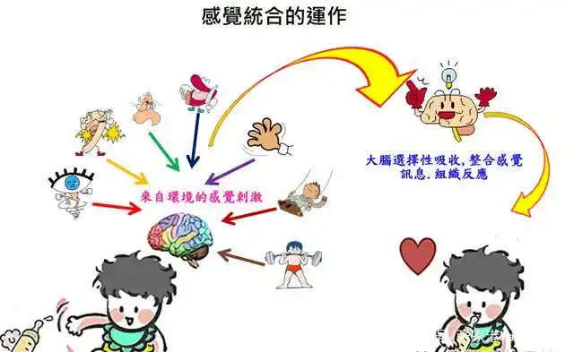 简单来说,感觉统合就是多种感觉系统在大脑的协调之下,共同完成一件