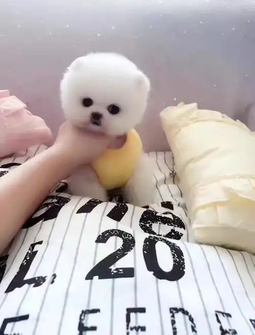 茶杯狗可爱的样子