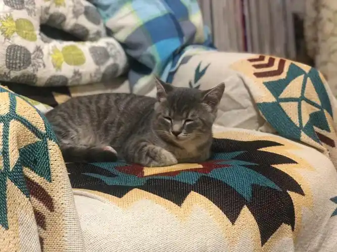 美短和蓝猫的串儿