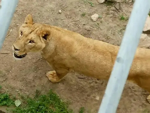 秦岭野生动物园我们来了!