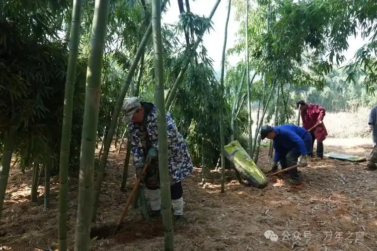 小雷竹变大产业生态富民节节高