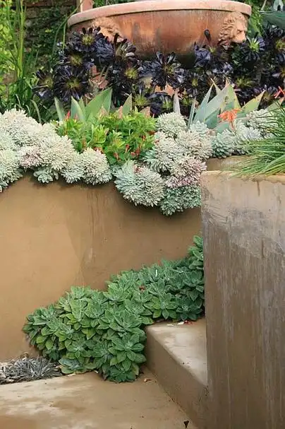 [分享]40个多肉庭院,太美了!