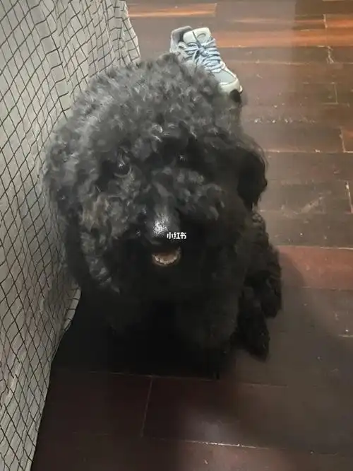 坐标长沙黑色泰迪妹妹找领养