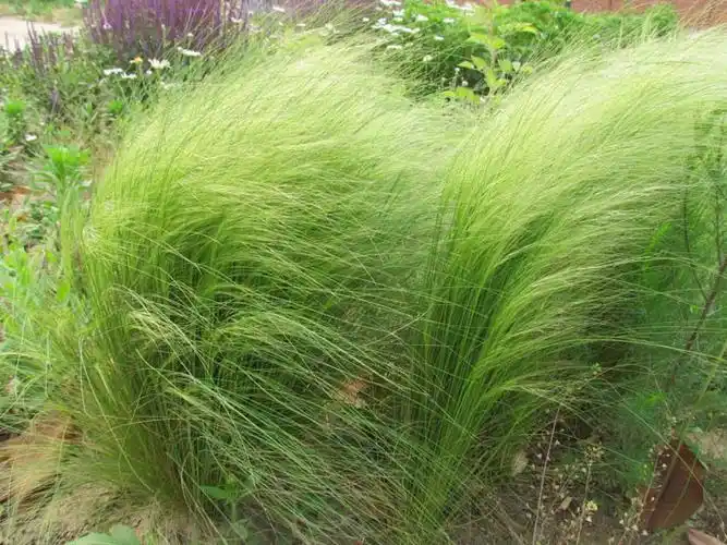 【知你心意】细茎针茅供应商——细茎针茅种植基地