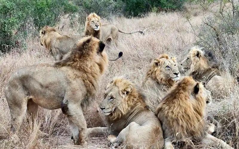 7头雄狮组成小魔鬼联盟,成为克鲁格狮子数量最多的传奇联盟