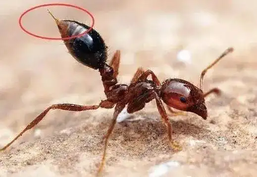 农大专家谈如何防治"致命"红火蚁