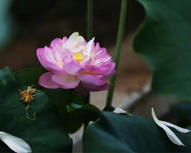 妙乐长老的莲花诗～微妙香洁莲九品,花开见佛悟无生