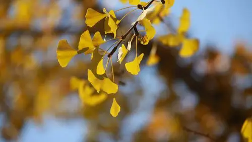 秋季渐黄的树叶摄影高清宽屏桌面壁纸