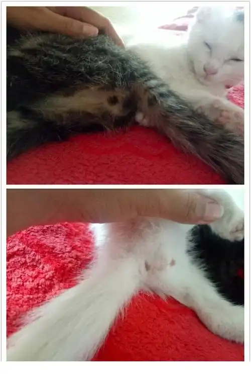 小猫怎么看公母,图一和图二是公母,求告知!