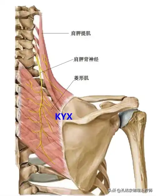 肩胛骨周围区域的3大痛点,究竟是怎么回事?该如何应对?告知您