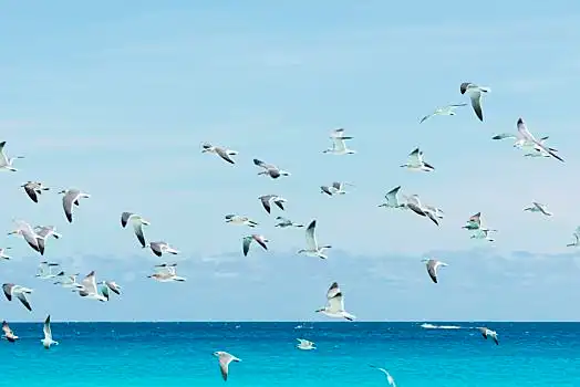 海鸥,坎昆,海滩,尤卡坦半岛,墨西哥