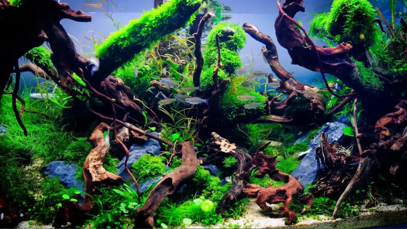 风景 #治愈系 #绿色护眼电脑壁纸 #每一帧都是热爱 #动 - 抖音