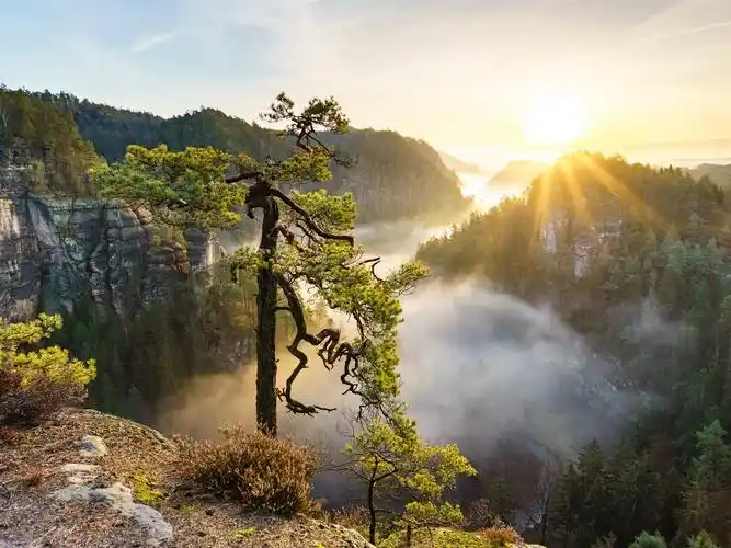 首页 自然与风景 美丽的自然景观,树木,山脉,雾,阳光 壁纸 / 1600x