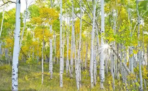 蝶语兰心白杨林外一首║张屹