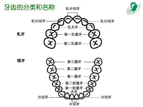 的分类和名称 乳侧切牙 乳中切牙 乳侧切牙 乳犬牙 乳牙 第一乳磨牙