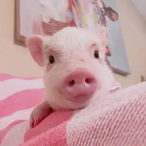 萌化人的可爱小粉猪图片 谁还不是小可爱咋滴-腾牛个性网