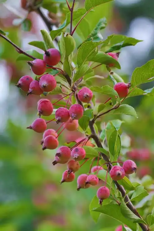 又是一年海棠结果时