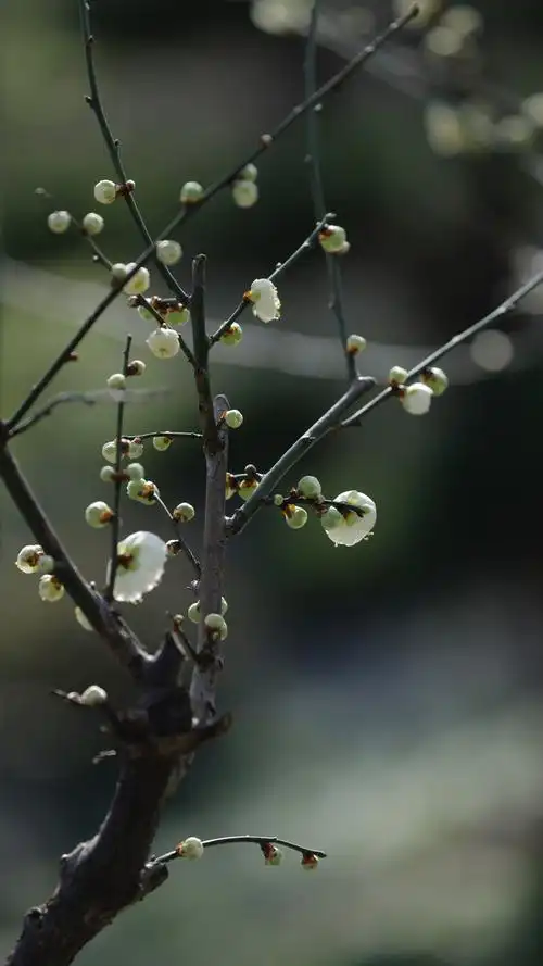 绿萼梅上海莘庄梅园植物梅树花朵