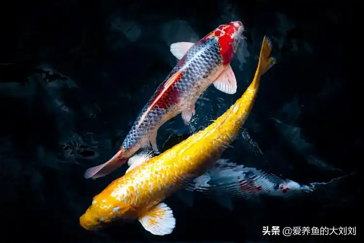 锦鲤吃什么长得快又胖(锦鲤增肥黄金期应该怎么喂养) 图4