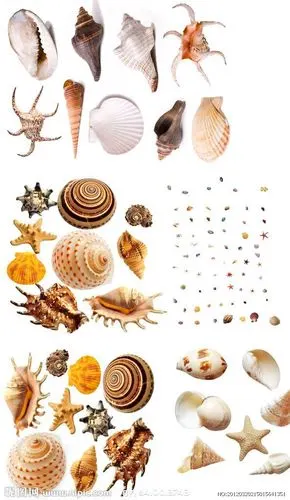 海螺?大海?贝壳大全?海鲜?海水?岛屿?海星?海哨?夏季?阳光?纯白?zpk8?