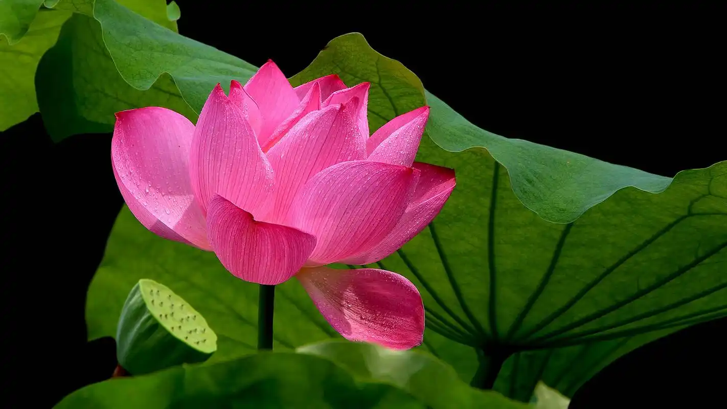 雨后高清荷花风景电脑桌面壁纸下载
