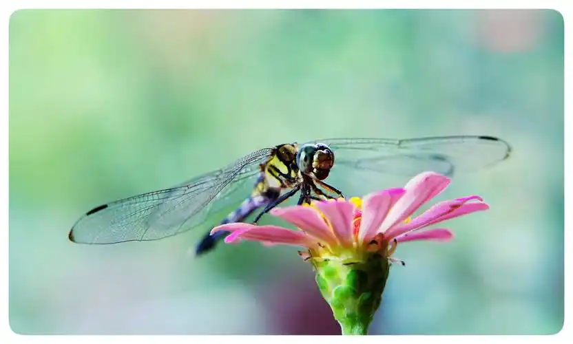 蜻蜓吃花,看到过吗?