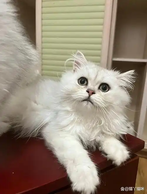 金吉拉是通过波斯猫繁育出来的猫咪,它们是近几年来比较受欢迎的猫咪