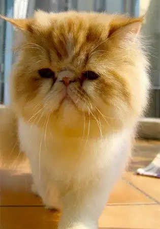 > 奇怪生物影片视频,奇怪生物图片内容,奇怪生物最新介绍