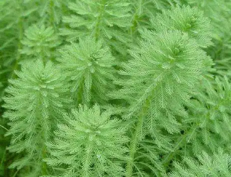 可以用于人工湿地的水净化,我是在不晓得啊