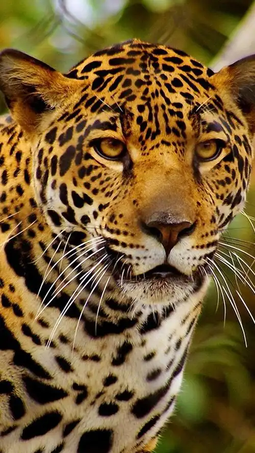 捷豹在动物园里 iphone 壁纸