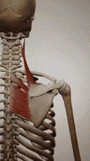 (矢状面)斜方肌菱形肌无力&肩胛提肌紧张 (冠状面)前锯肌紧张且无力