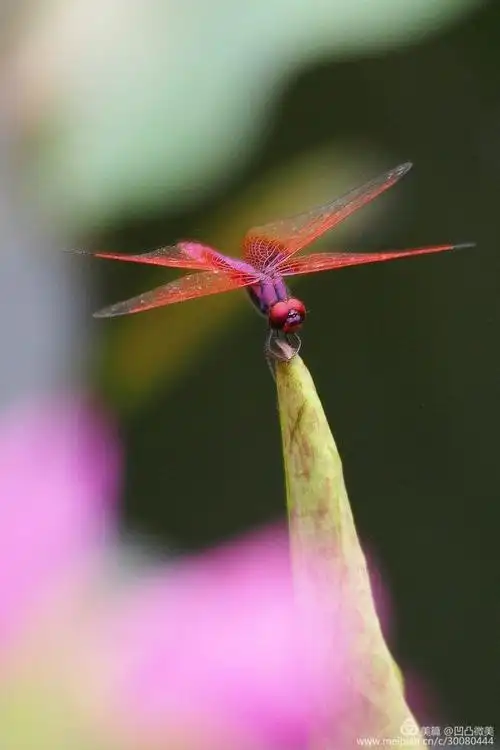 蜻蜓起舞,飞舞的蜻蜓!